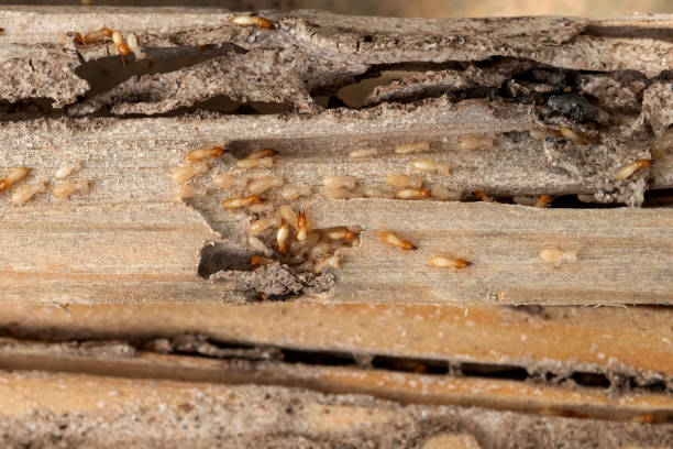 Best Wildlife Control Services  in Reinbeck, IA